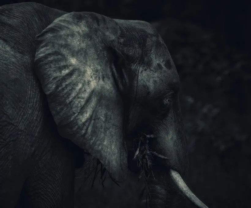 Elefante Chobe Safari - Lucio Cremonese