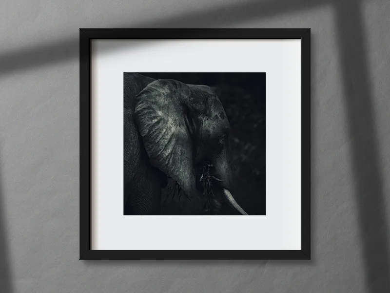 Elefante Chobe Safari - Lucio Cremonese